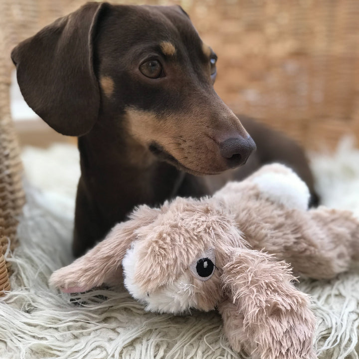 Small Dog and Puppy Plush Rabbit Toy