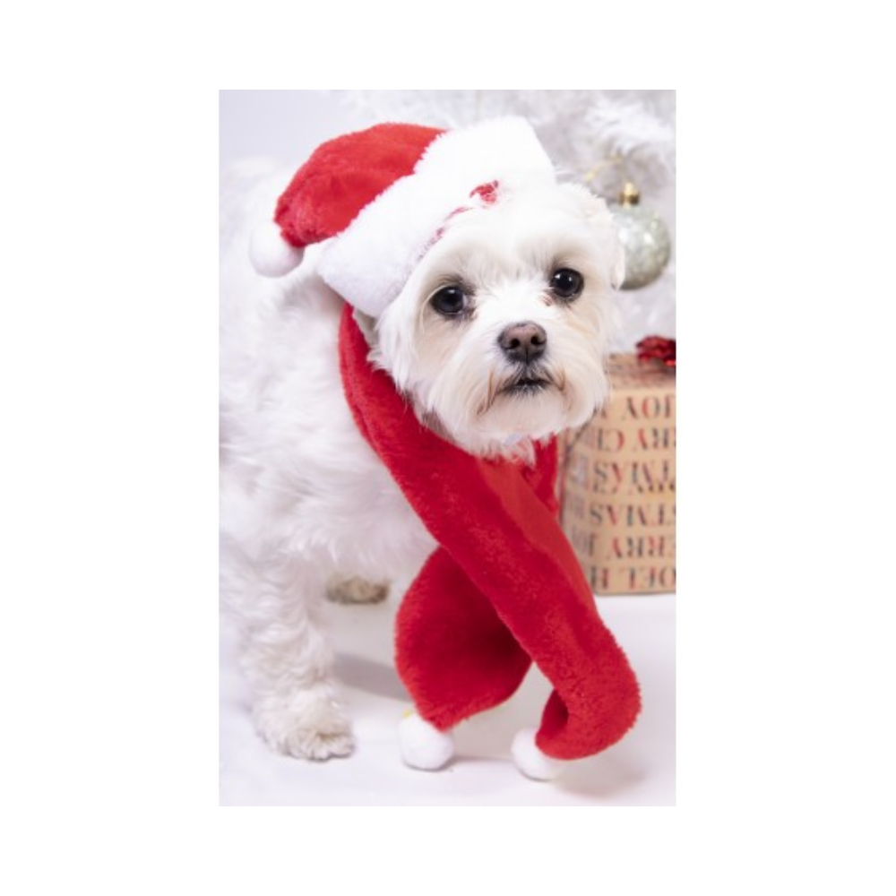 Christmas Santa Hat And Scarf For Dogs