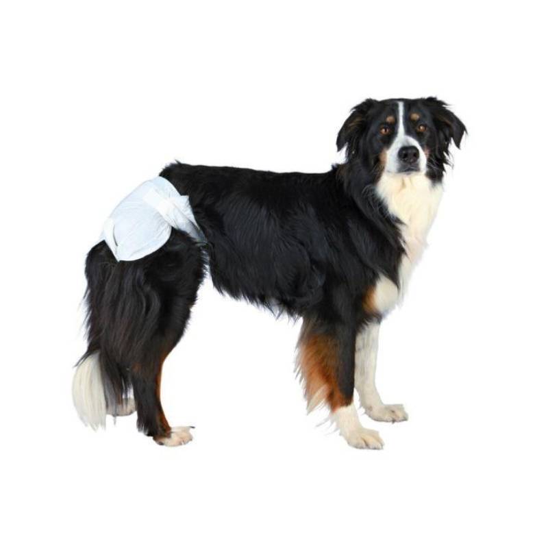 Adult dog nappies hotsell