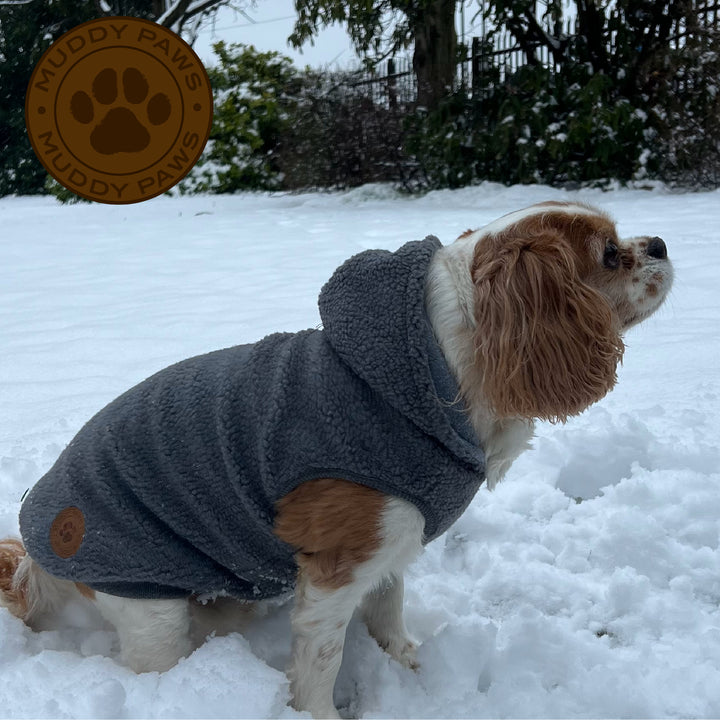 Sherpa Teddy Dog Fleece